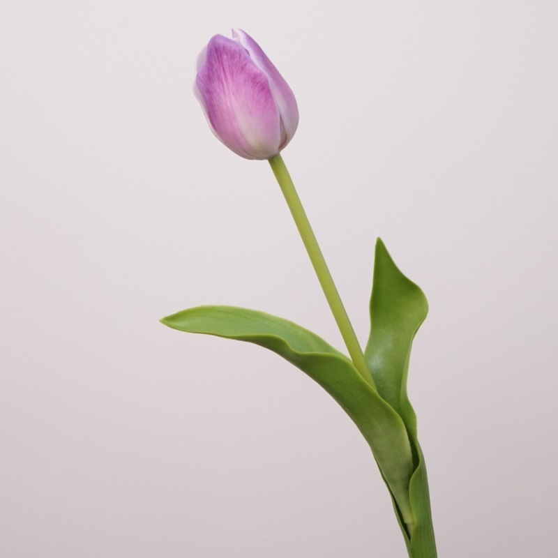 Lavanda