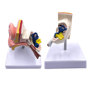 İnsan anatomisi tipi 1:1 yaşam boyutu PVC simülasyon insan kulak modeli masaüstü kulak modeli eğitim için - Product Image 6