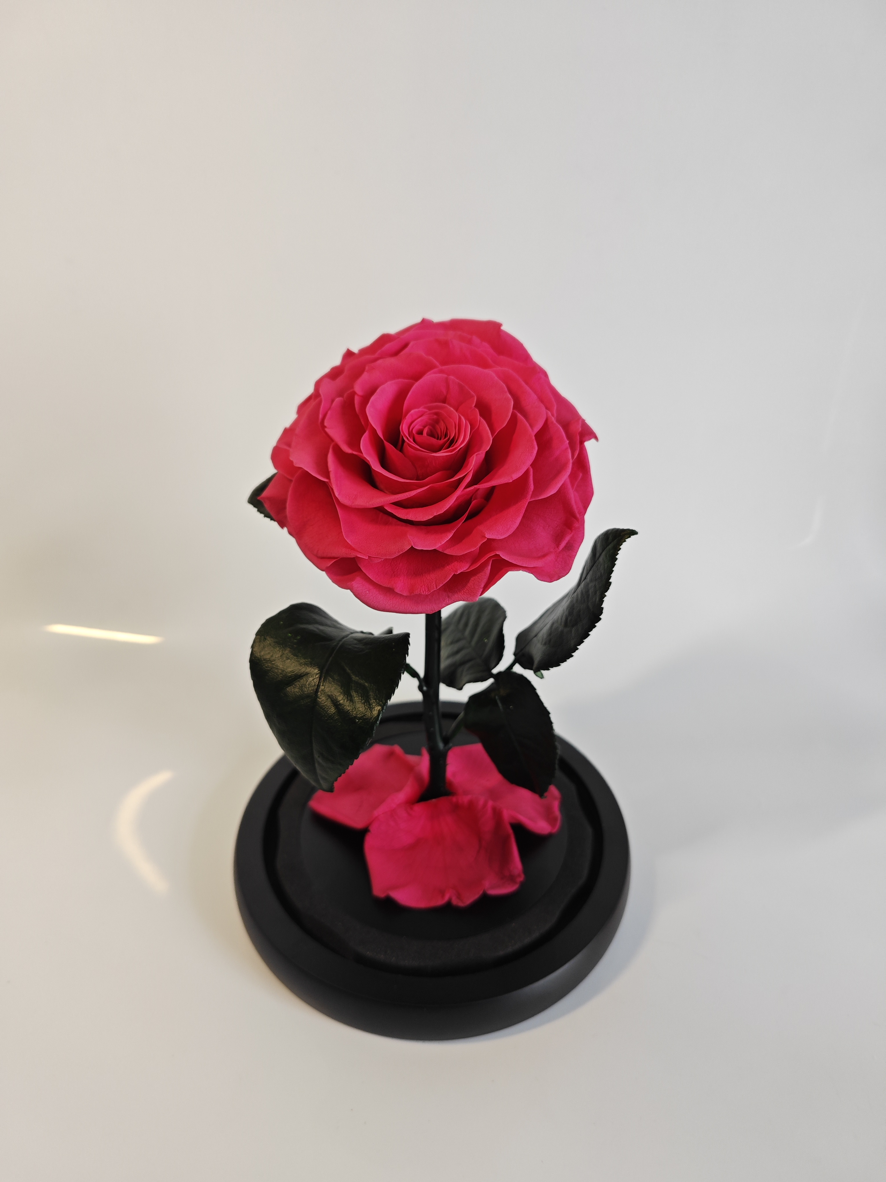 Rosa caliente