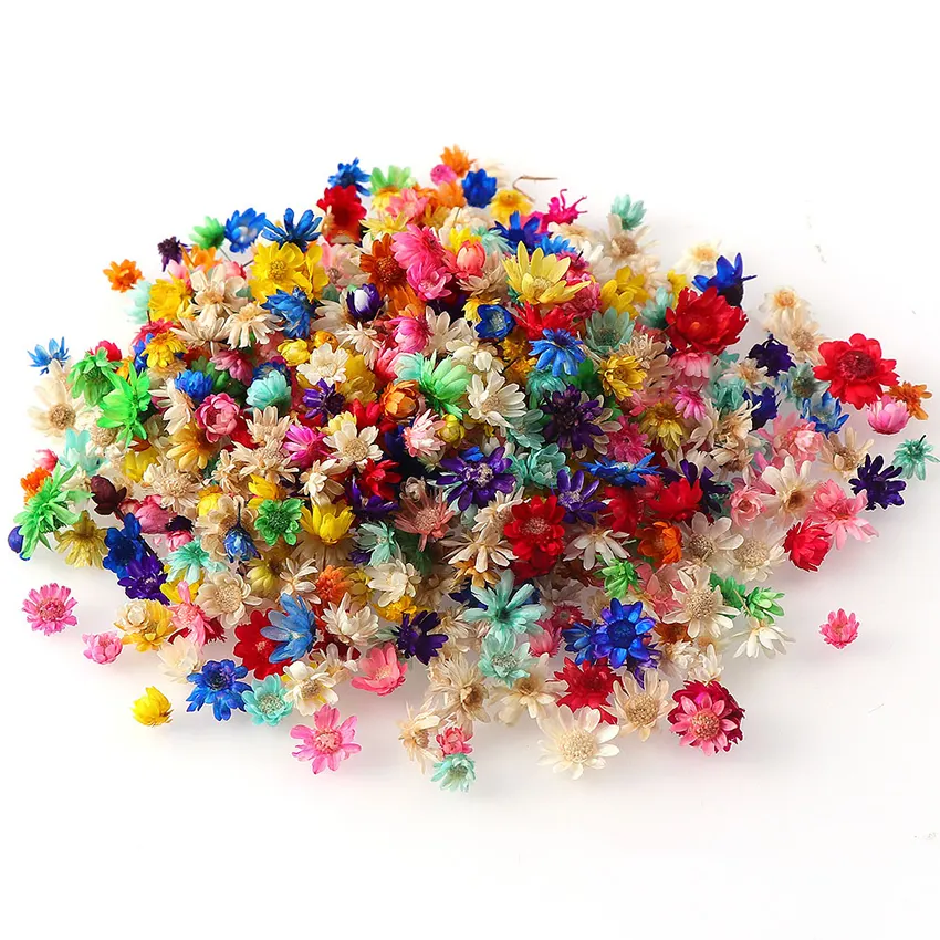 DIY Materialien Dekoration Versorgung mehrfarbig luftgetrocknete Chrysanthemen Materialien Handwerk Pflanzen getrocknete Blumenköpfe Großhandel