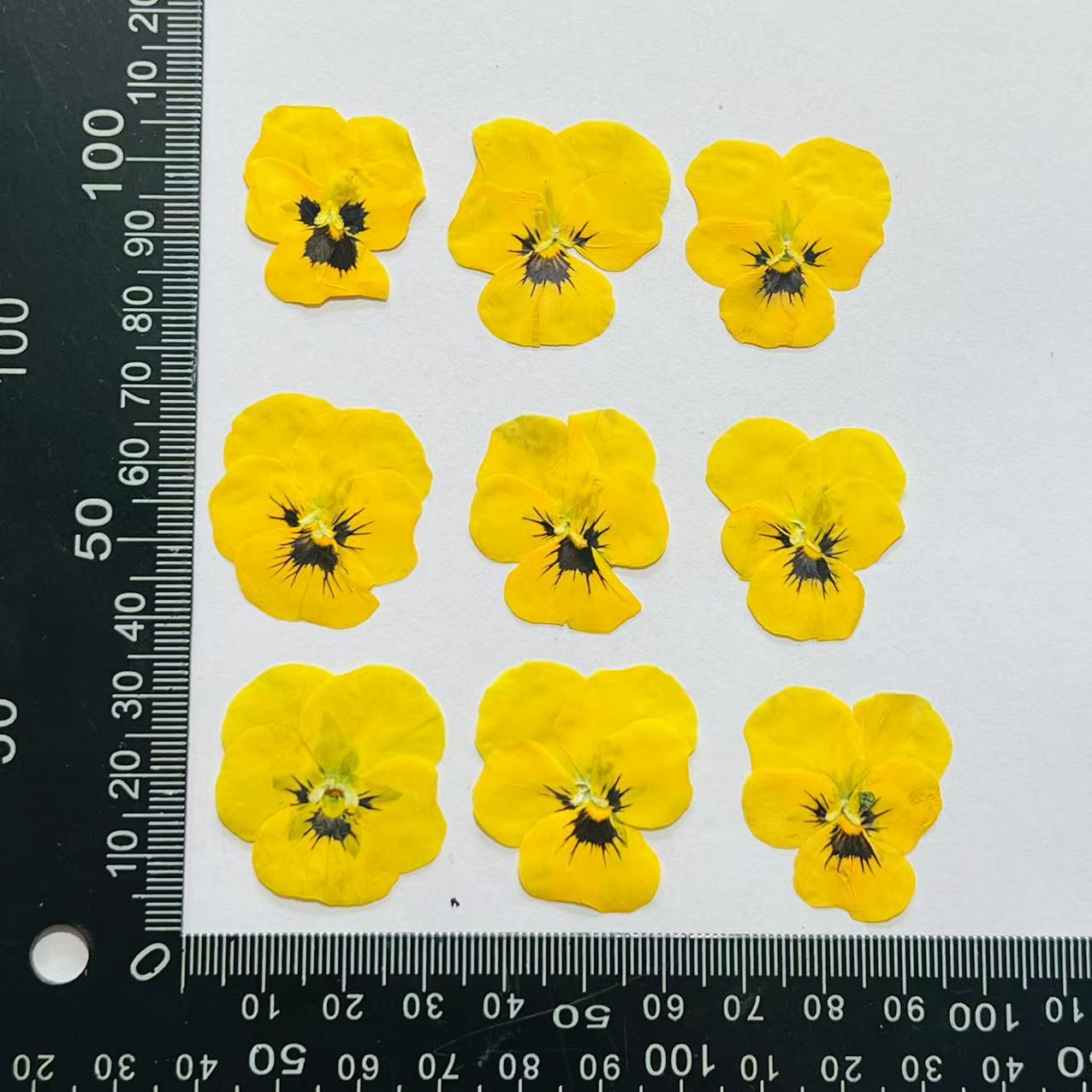 Pansy cara amarilla