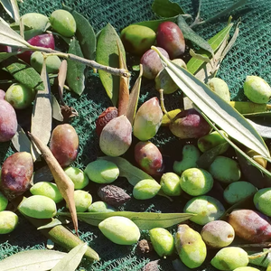 Hot Selling Olive <strong>Net</strong> Greek <strong>Markets</strong> Triangular Mesh Surface Plastic <strong>Net</strong> Green HDPE Orchard Olive Harvest <strong>Net</strong> - Product Image 6