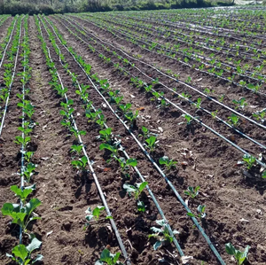 Alta Qualidade 16M Árvore De Ouro Gotejamento Fita Plástica Cinta De Goteo Para Arbol Turco com 20cm Espaçamento - Product Image 4