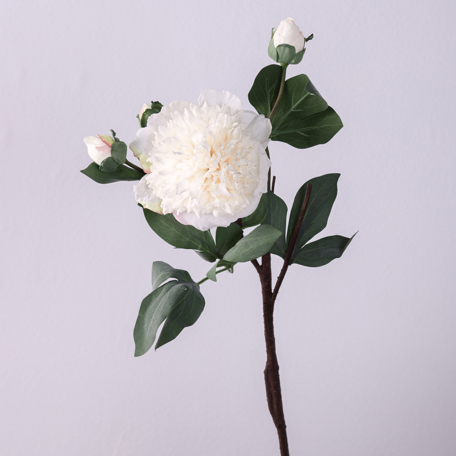 สีขาวนม