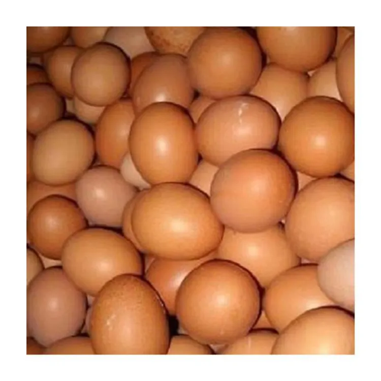 Huevos de mesa frescos de alta calidad y no fértiles, precio barato, de la India, con los mejores productos de embalaje personalizados