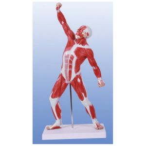 BIX-A1099 High Quality and Clear Display and <strong>Look</strong> Real 50 cm <strong>Human</strong> Exercise Muscle Anatomy Model - Product Image 1