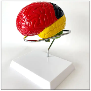 Scienza medica modello di cervello umano funzione di divisione del colore differenziazione struttura del cervello modello di anatomia vascolare - Product Image 3