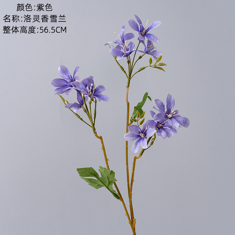 Pourpre