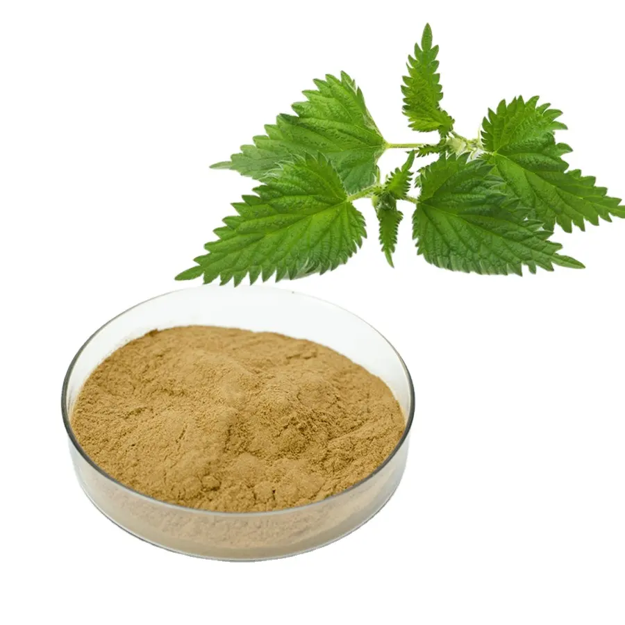 Semprotan Food Grade Pengering Organik Herbal Liar Kering Beta Sitosterol Stinging Nettle Ekstrak Akar