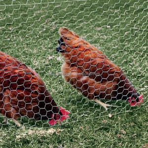 Prezzo esagonale della rete metallica e rotolo di recinzione della rete del pollo - Product Image 2