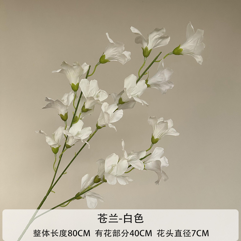 Freesia