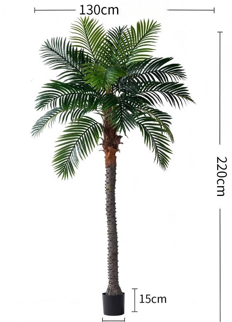 Albero di cocco verde, alto 2,2 metri
