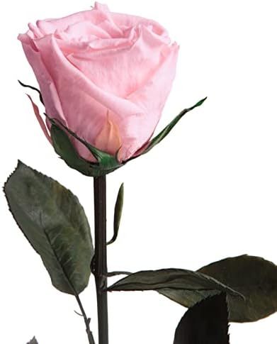 Rosa-50