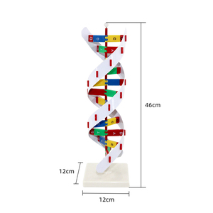 Modelo de estructura de ADN 3D, modelo educativo de biología plástica, estructura de ADN genética, juguete, modelo de estructura de doble hélice de ADN - Product Image 2