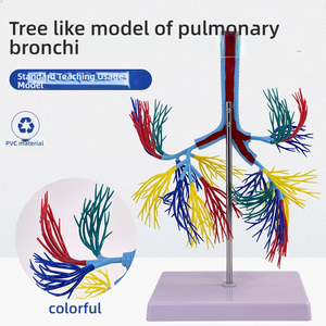 <strong>Human</strong> Trachea and Bronchial Anatomy Model PVC Bronchial Tree Model for Medical Science Teaching and Clinical Training - Product Image 3