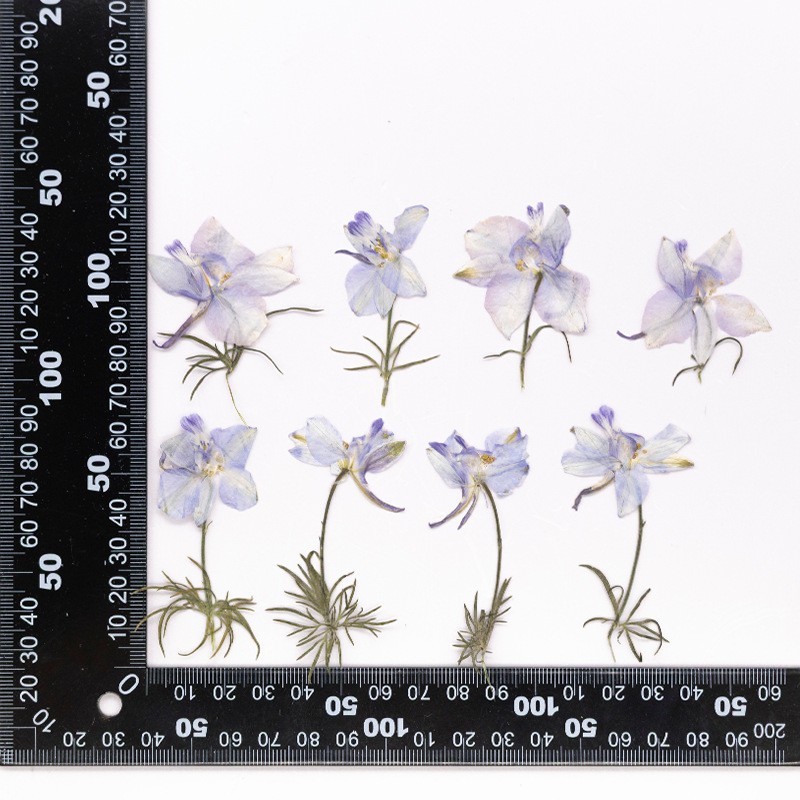 MH720 Xiaofeiyandaizhi Brume naturelle violette
