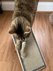 Rampe à gratter pour chat SmartyKat Sisal Angle Comprend Cataire-Gratte-chat naturel de taille unique - Product Image 4