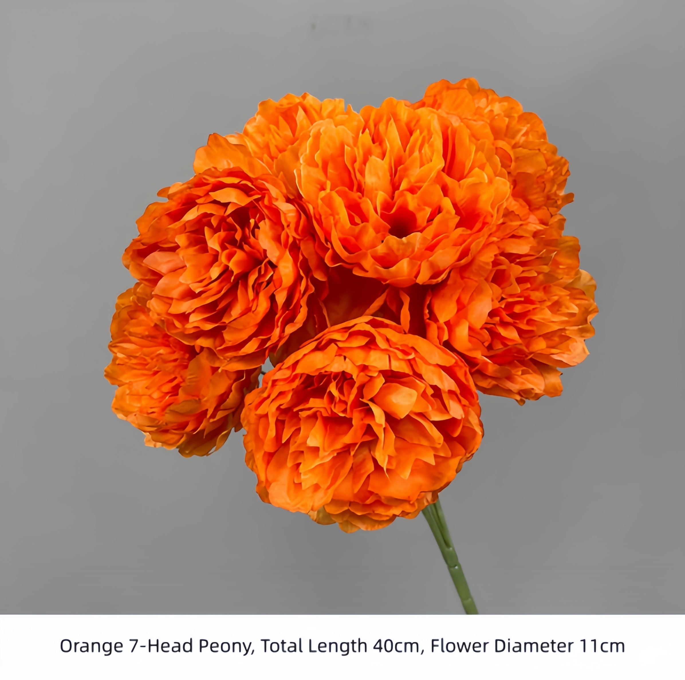 Pivoine orange à 7 têtes