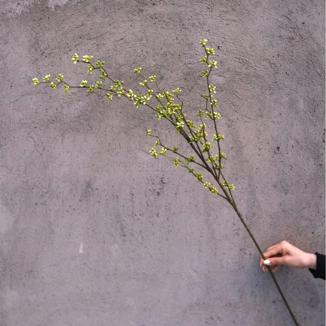 #15 Frutos de Acacia Verde