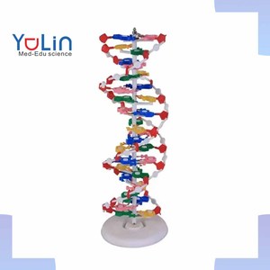 Modelo de enseñanza de laboratorio ADN biológico estructura de doble hélice modelo de estructura molecular de ADN de trompeta para enseñanza en el aula - Product Image 1
