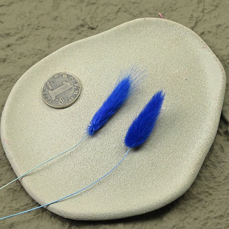 A branch of rabbit tail grass blue