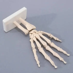 Yapay yaşam boyutu insan el eklem modeli öğretim anatomik el eklem Custom Made PVC el iskelet modeli - Product Image 6