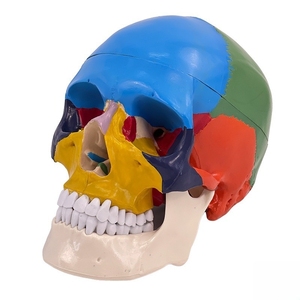 Didactic Life-Size <strong>3</strong>-Part Colored <strong>Human</strong> Skull Model Anatomical Medical Science Skeleton Removable Skull Colorful Illustration