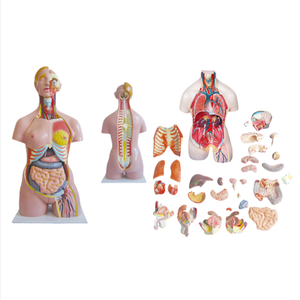 ADA tıbbi Hermaphrodite insan kafası, boyun, torso modeli 33 parça ve insan kafası, boyun ve torso modeli 40 parça - Product Image 2