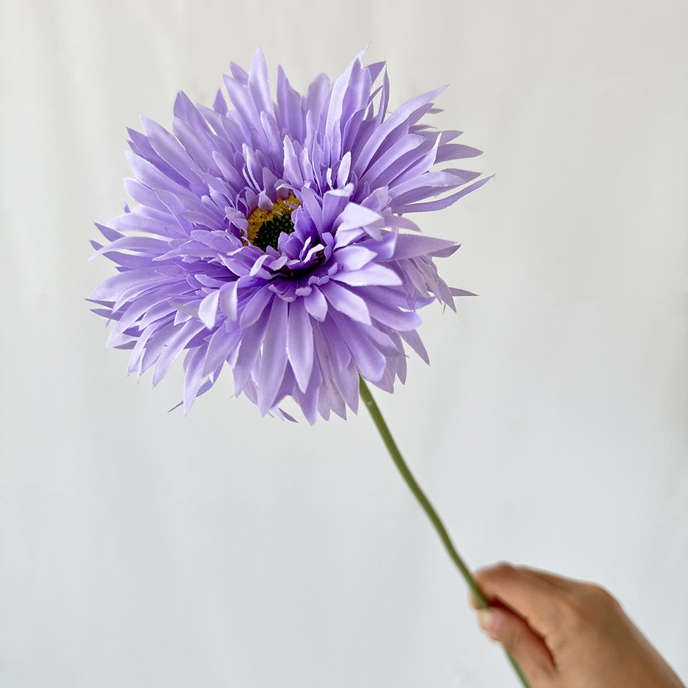 Pourpre