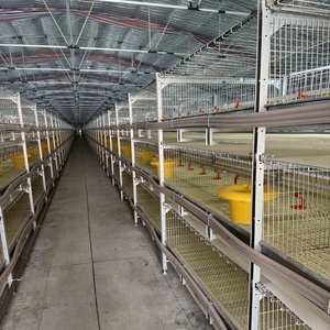 Vendita calda di nuove attrezzature per l'allevamento di polli-gabbie a strato di batteria per galline ovaiole in Algeria - Product Image 2