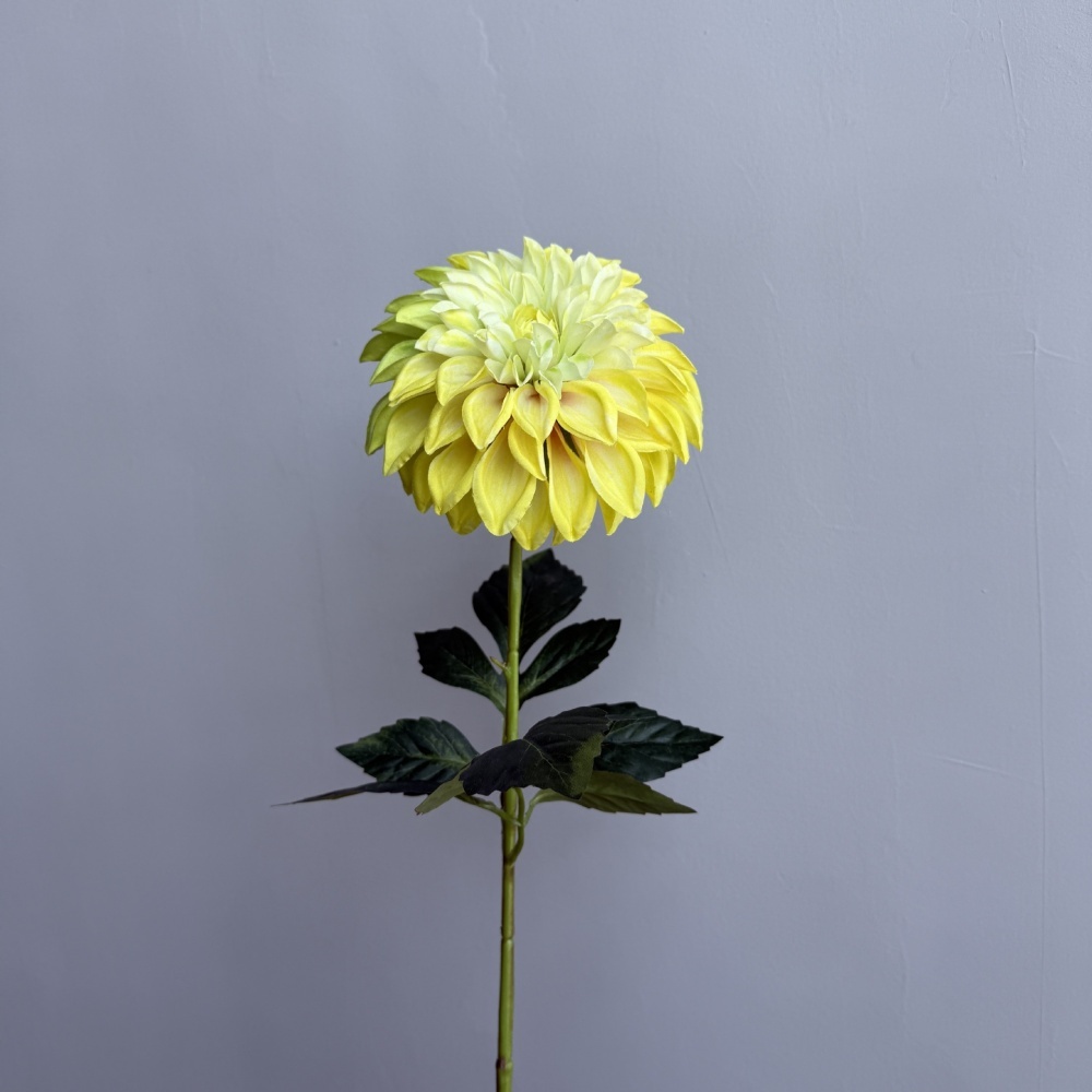 7# giallo