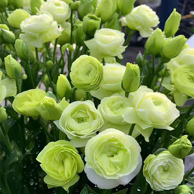 5# ลิแอนทัส แกรนดิฟลอรัม สีเขียว