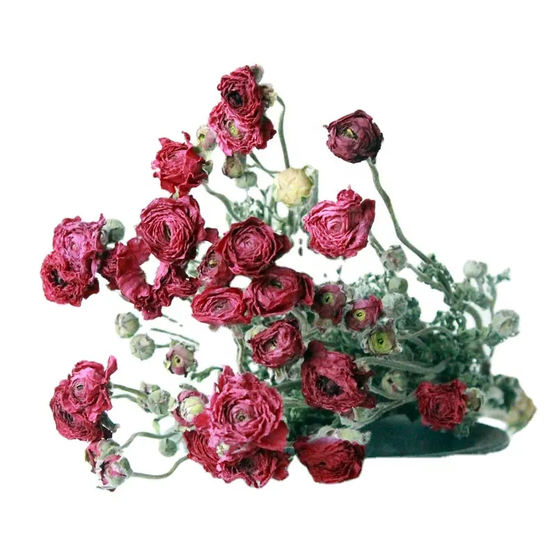Origin, precio bajo, flores secas naturales, Ranunculus asiaticus, ramo de flores secas para aromaterapia