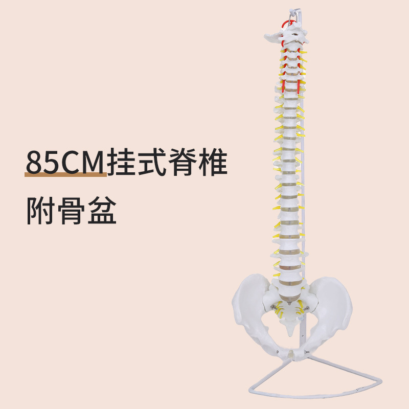 80cm spine and pelvis