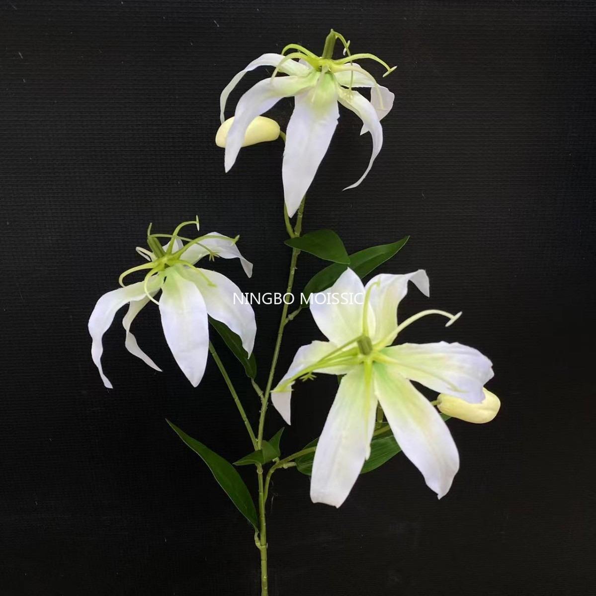 White and green flame lily