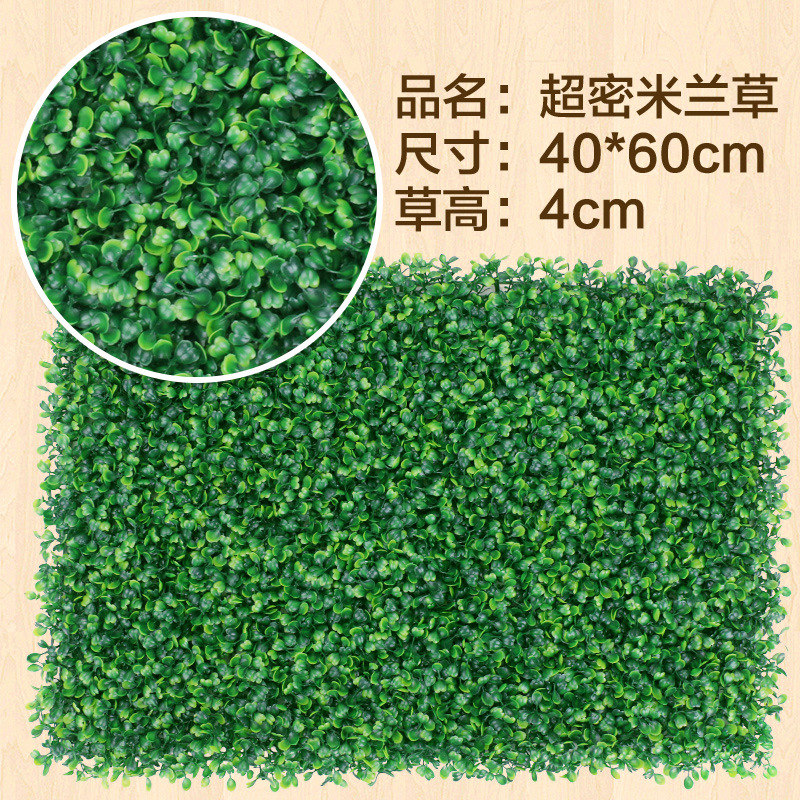 Herbe milanaise super dense
