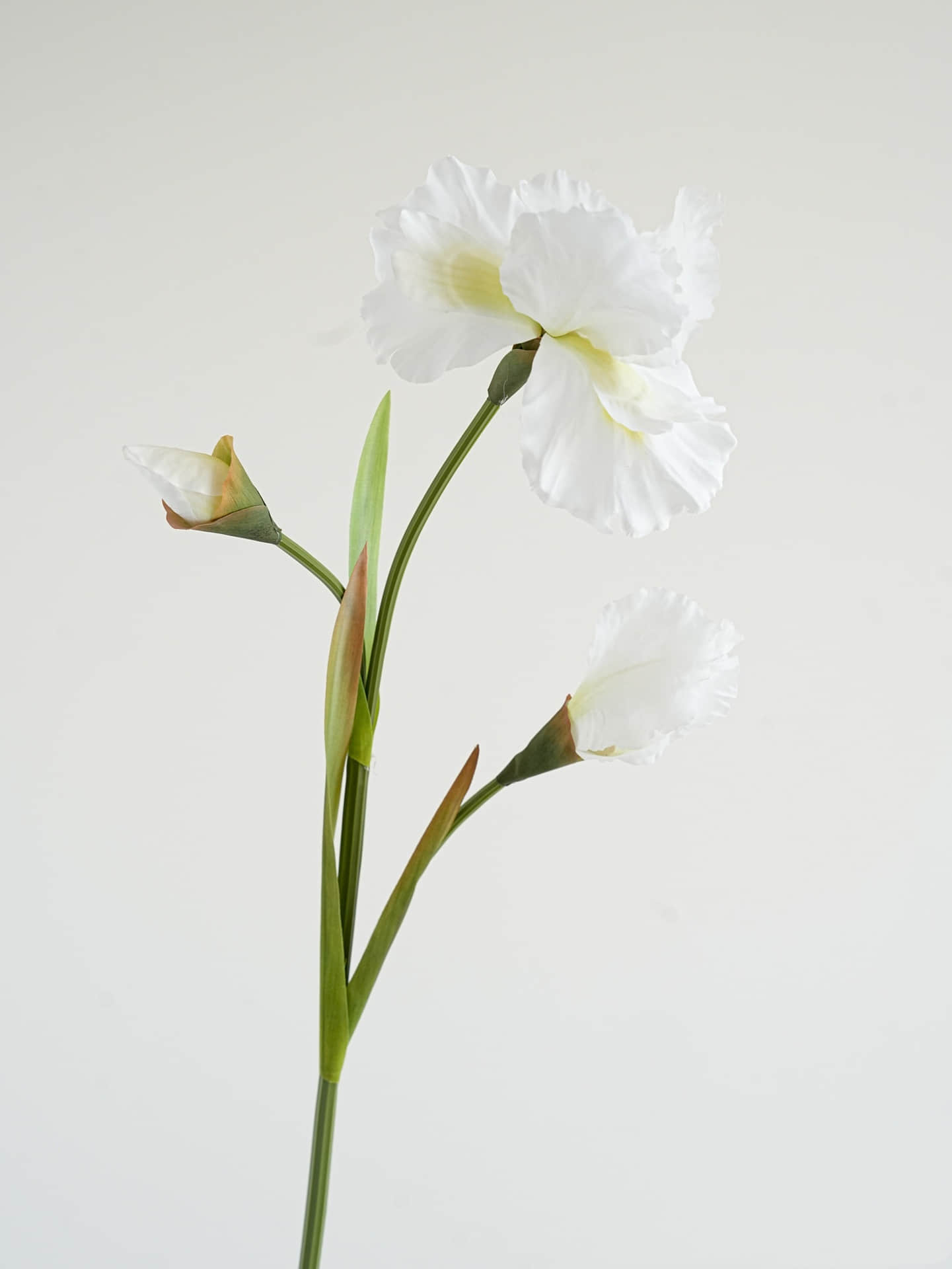 Blanc