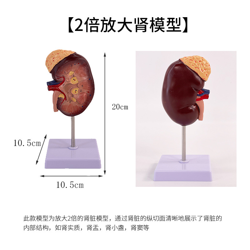 Modelo de anatomía renal con aumento de 2x