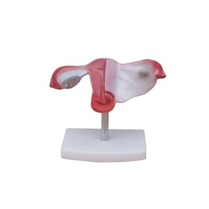 自然子宮モデル子宮モデル解剖学的子宮 - Product Image 1