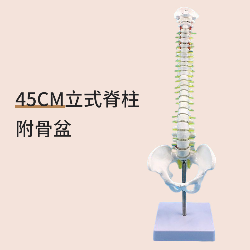45cm upright spinal cord with pelvis