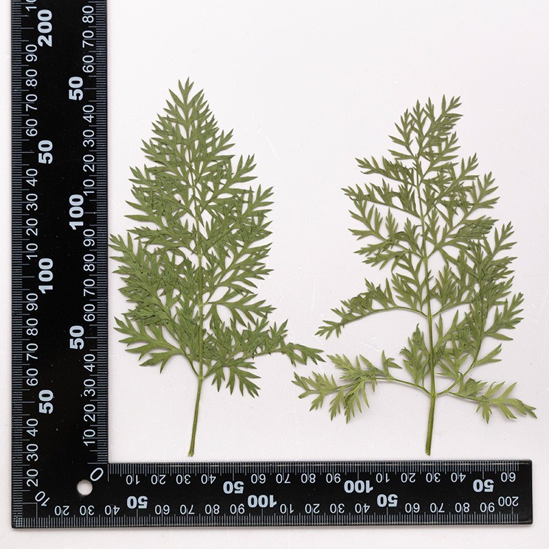 MH715 Carrot leaf Natural green