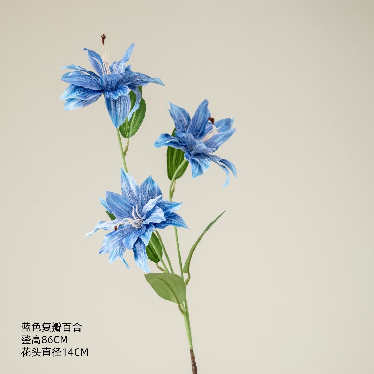 Lys bleu à double pétale