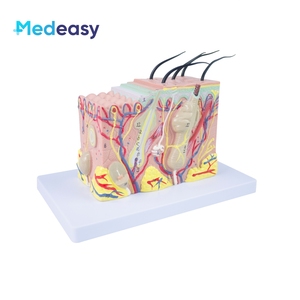<strong>Human</strong> Skin Anatomy Model, <strong>Human</strong> Structure 3D Skin Model
