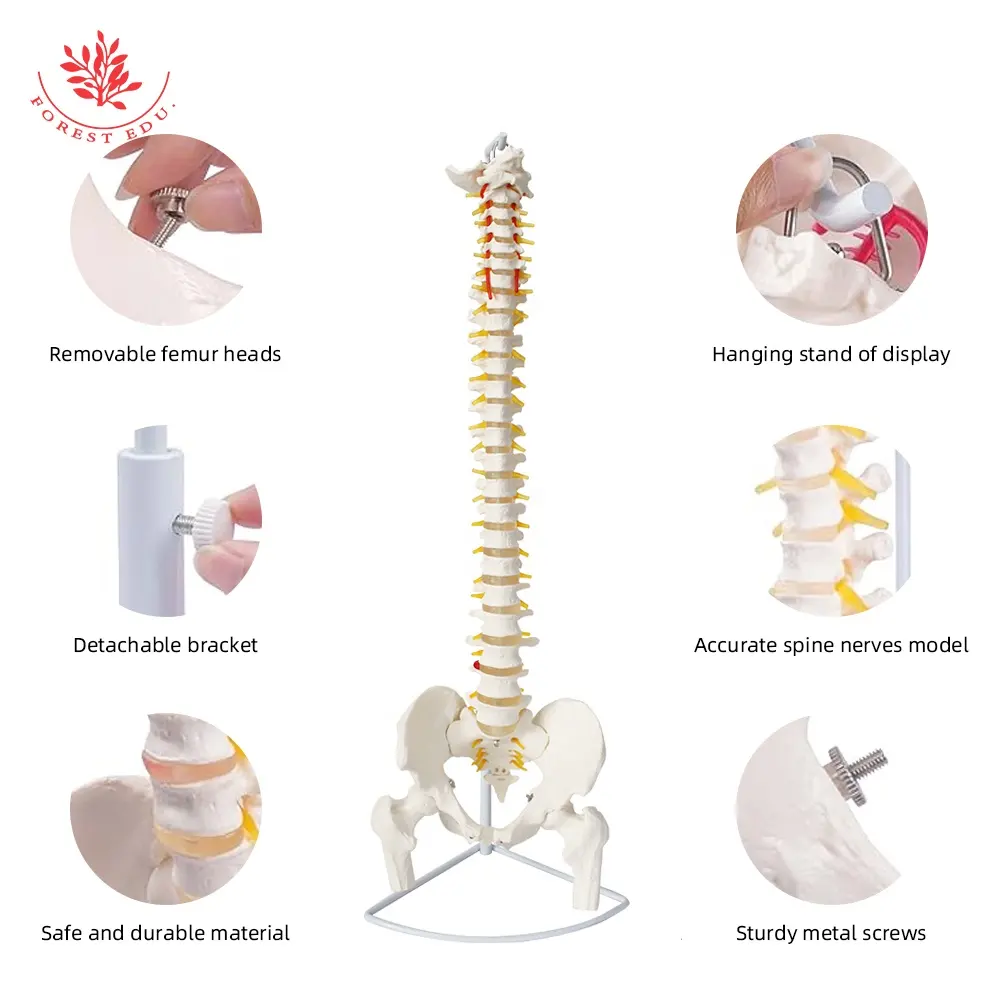 FRT014 hecho de modelo de columna vertebral de Anatomía de alta calidad que puede doblar y estirar ligeramente el modelo de columna vertebral humana para la ciencia médica