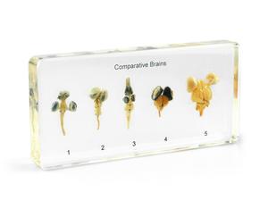 Hete Verkoop Dierlijke Specimens Hars Dissectie Educatief Voor Schoolvissen Vergelijkende Monster Taxidermie Epoxyhars - Product Image 5