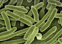 GMP-Certified Streptococcus Thermophilus Probiotic Powder High Potency, White Appearance, Bulk Raw Material Supply - Product Image 2