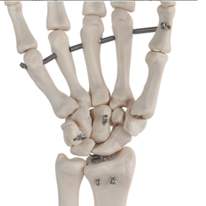 Teaching Medical Science Life-size PVC <strong>Human</strong> Hand Model Anatomical Model Medical Science Anatomical Model - Product Image 3
