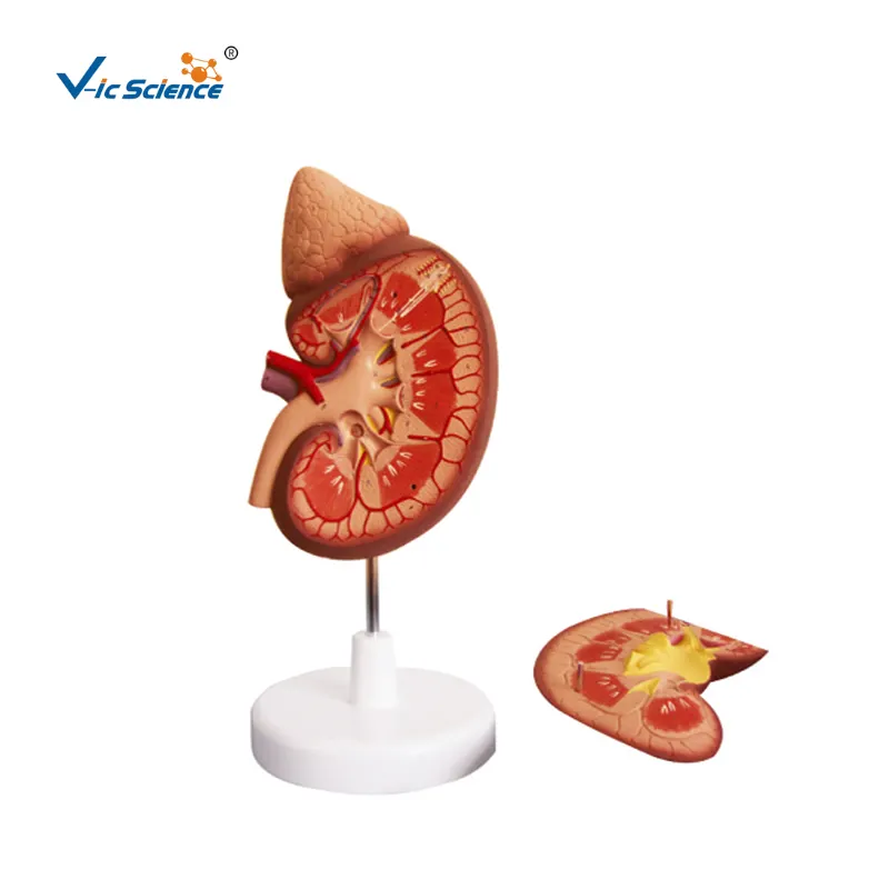 Kidney with Adrenal Gland, 3X life size, 2 Parts human anatomy body model