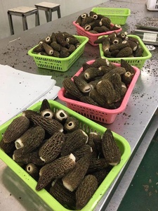 Detan New Season New colture Fresh Wild Morchella Conica <span class=keywords><strong>Morel</strong></span> funghi - Product Image 5