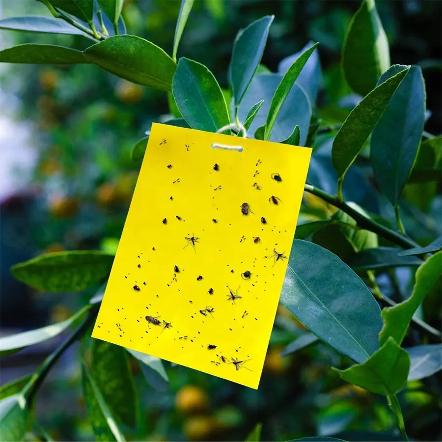 12 paquetes de trampas adhesivas amarillas con lazos giratorios y soportes de plástico, producto de control de plagas para capturar insectos